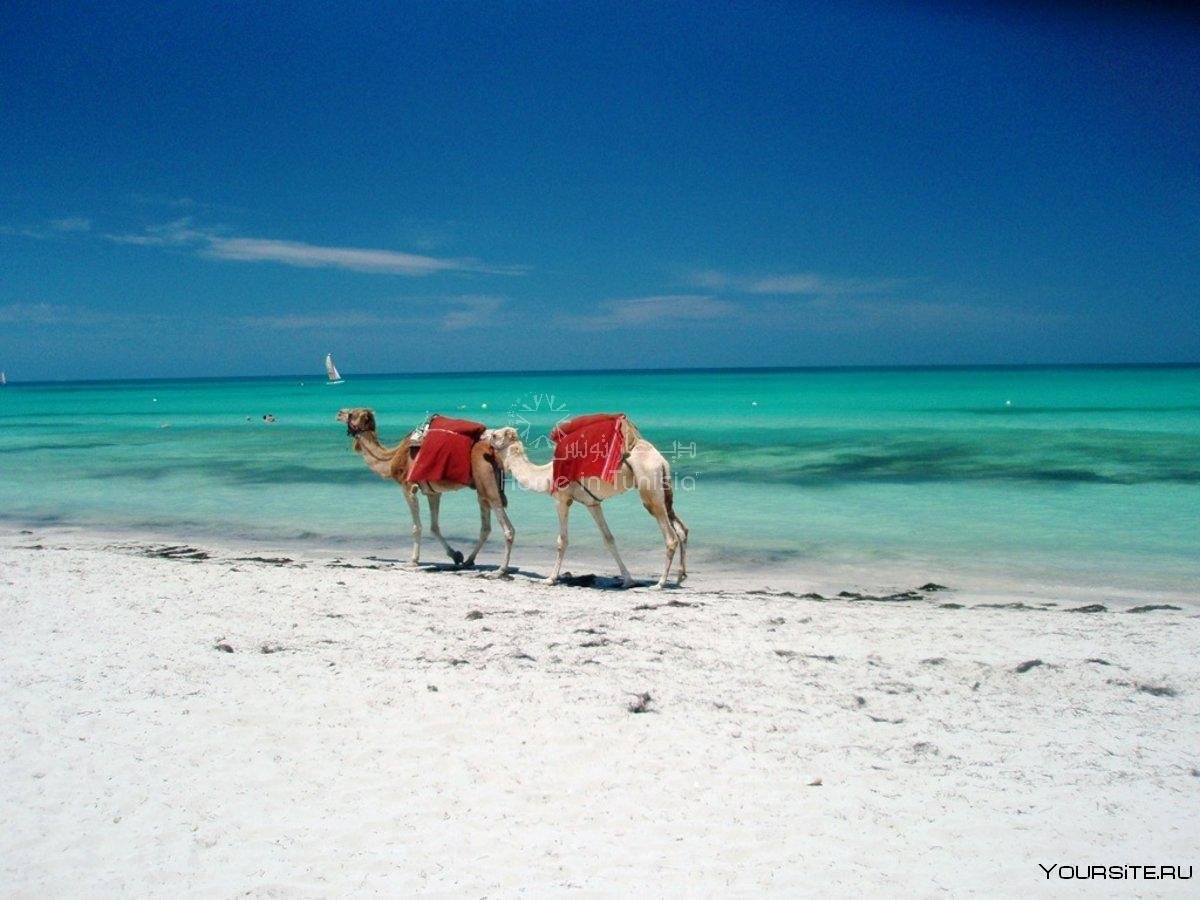 Остров Джерба Тунис