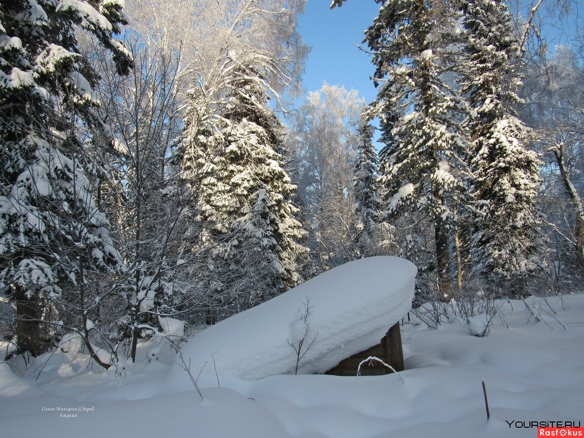 Снегопады в тайге фото