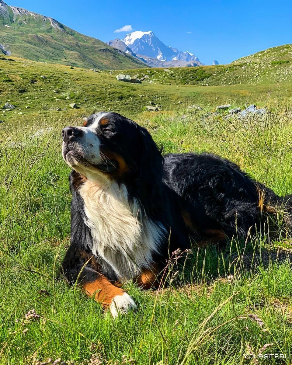 Альпийская овчарка Бернский зенненхунд