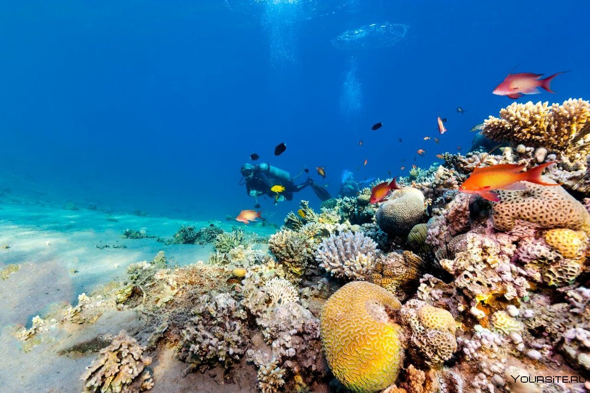 Египет Шарм Эль Шейх коралловые рифы красного моря