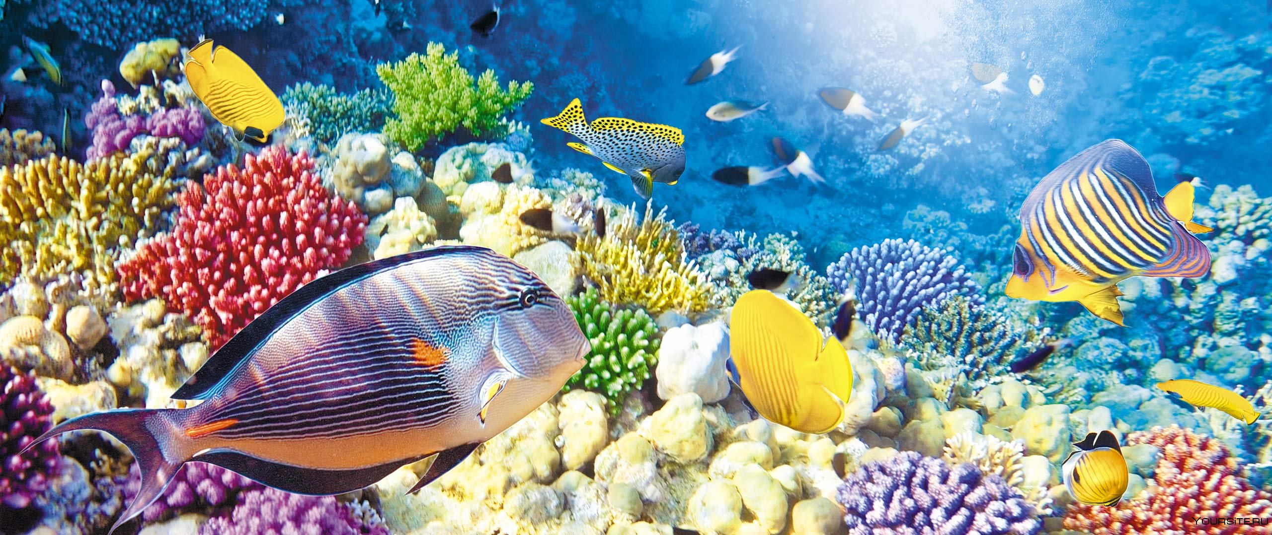 Подводный мир красного моря