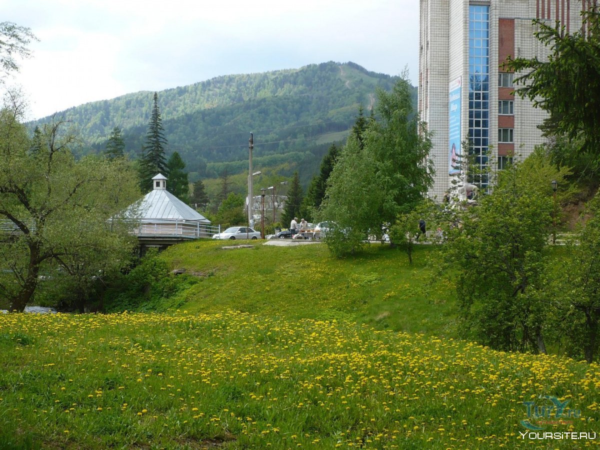 Растительность Алтайского края , города Белокуриха.