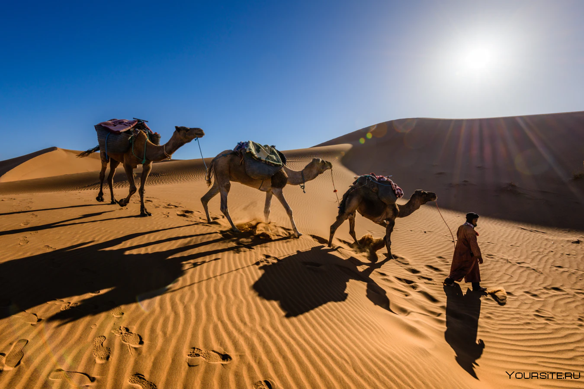 Залив караван. Пустыня Караван Барханы. Марокко пустыня Караваны. Марокко Караван. Марокко пустыня сахара.