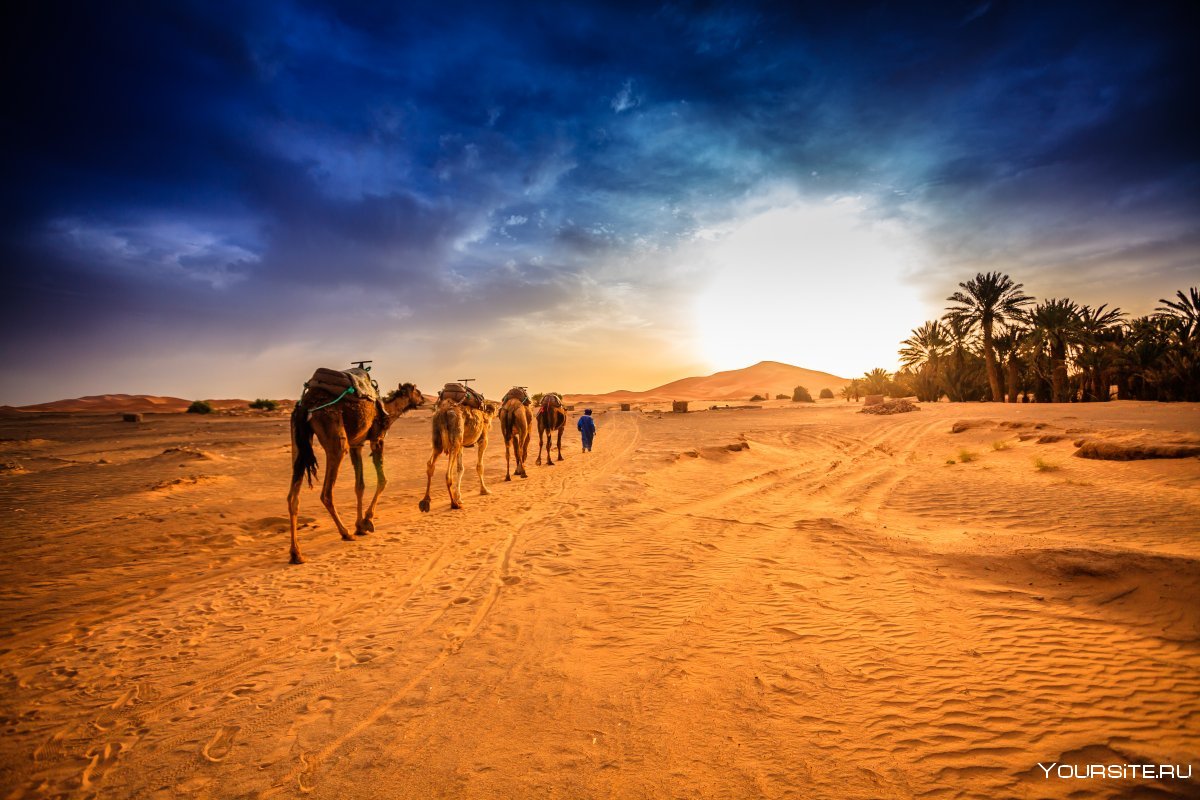 Пустыня караванщики Оазис