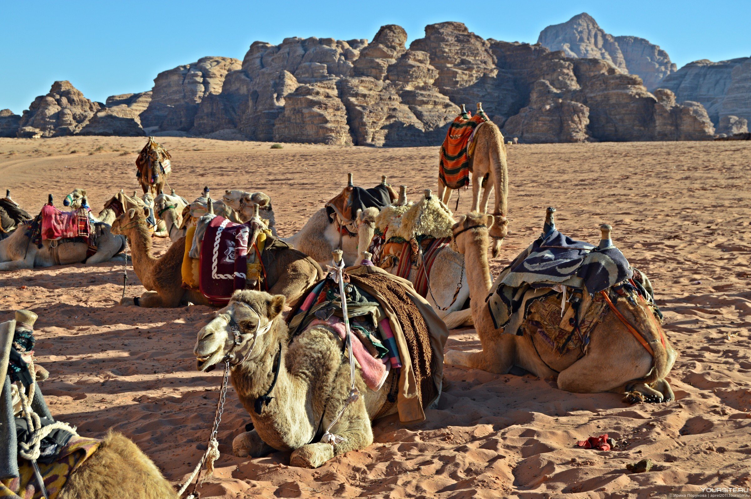 Большой караван. Верблюды Караван Вади рам. Camel Caravan. Верблюды в Вади рам. Туркменистан Верблюды Караван.