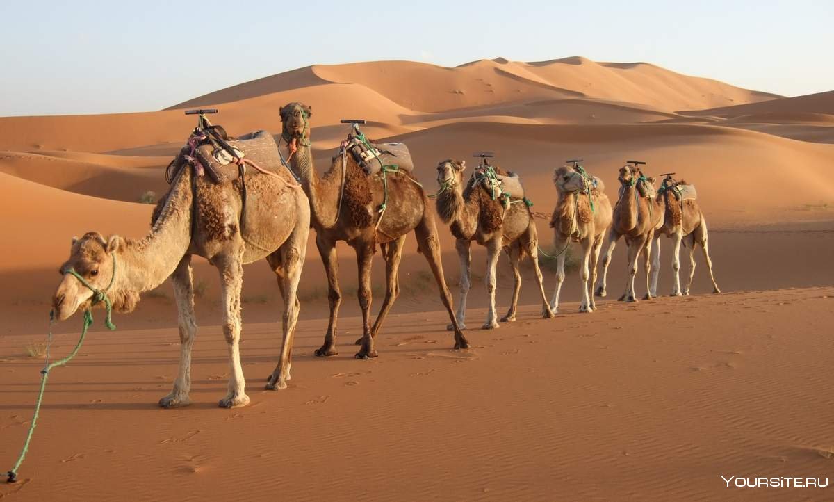 Пустыня Марокко Караван верблюдов