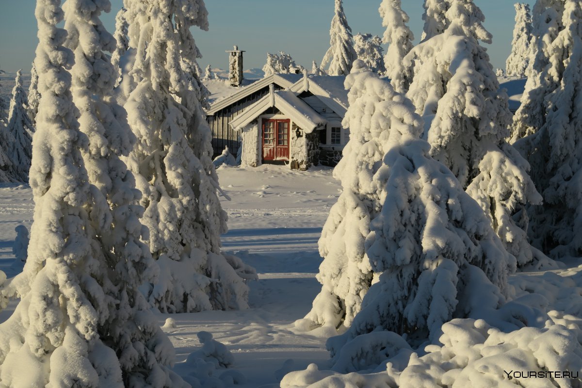 Норвежские леса зимой