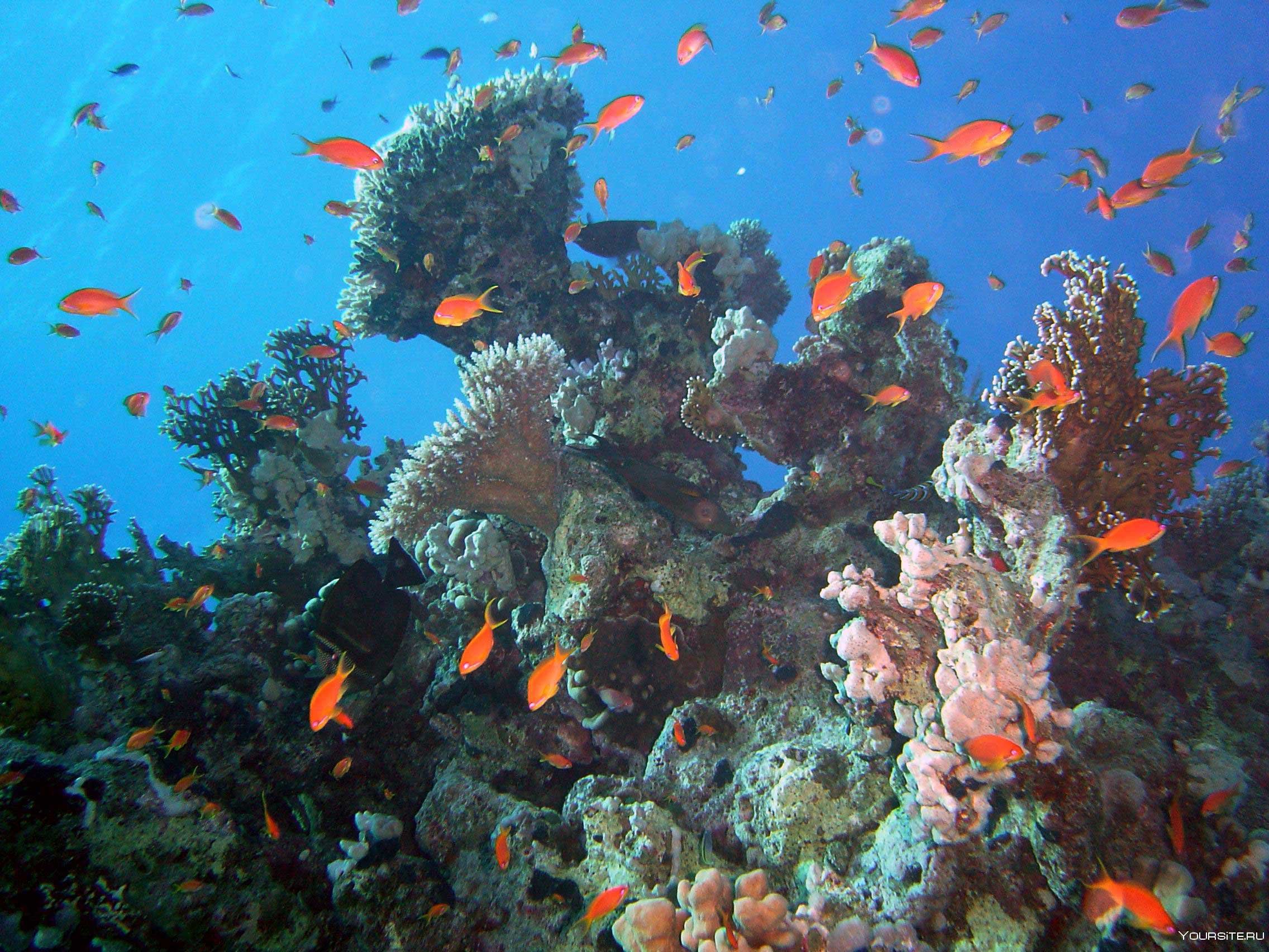 Лучший коралловый риф. Риф в Эйлате. Рифы красного моря. Коралловый риф в Шарм Эль Шейхе. Морской риф красное море.
