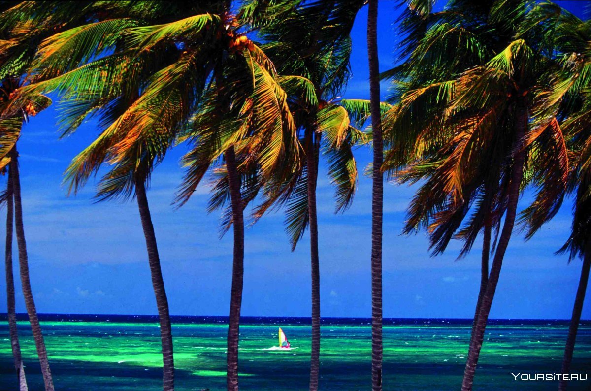 Гавана пальмы