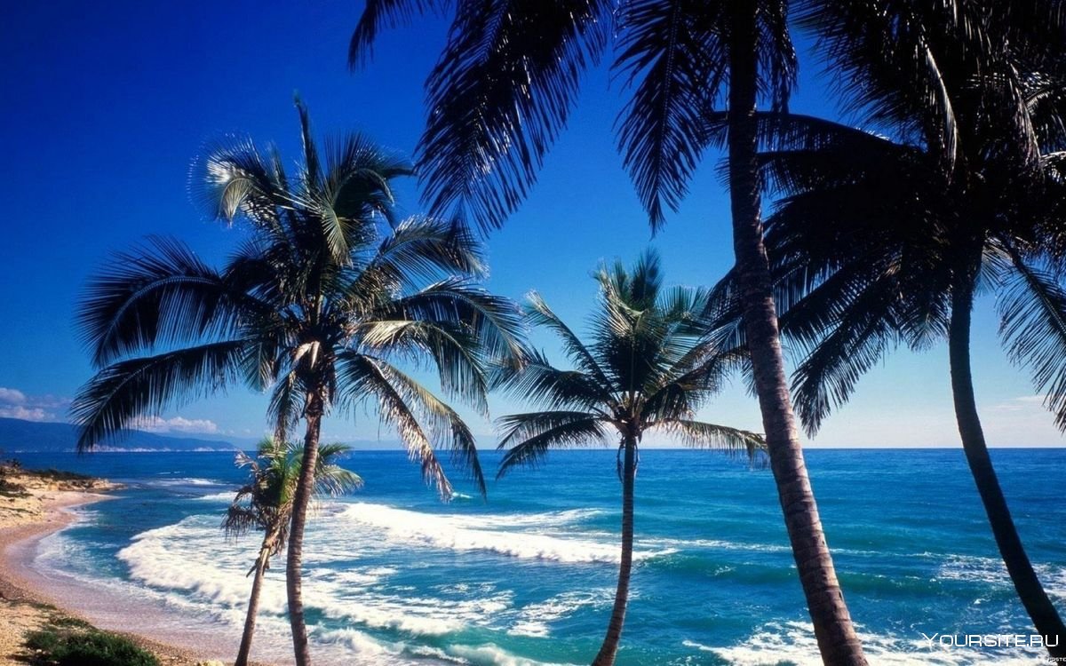 Доминикана пальмы океан