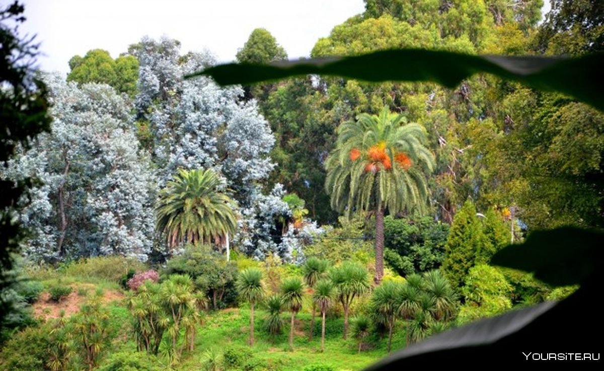 Батумский Ботанический сад Батуми