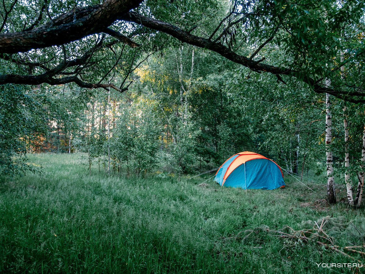 Палатка на опушке леса
