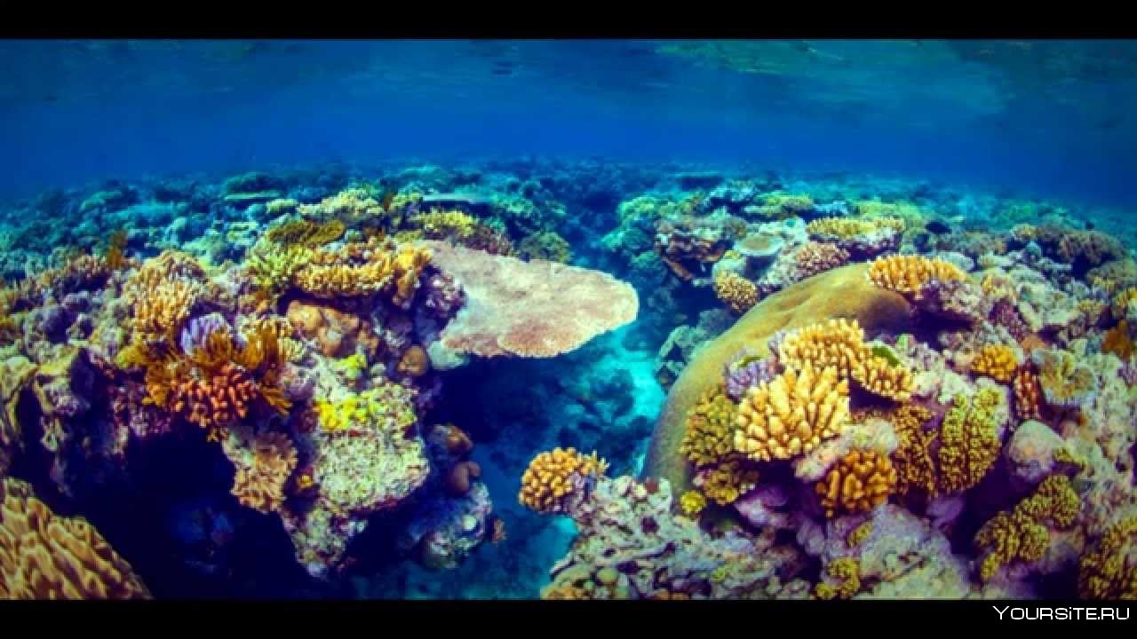 Большой барьерный риф ответ. Барьерный риф в Австралии. Большой коралловый риф в Австралии. ББР большой Барьерный риф. Большой Барьерный риф (Северо-Восточное побережье Австралии).