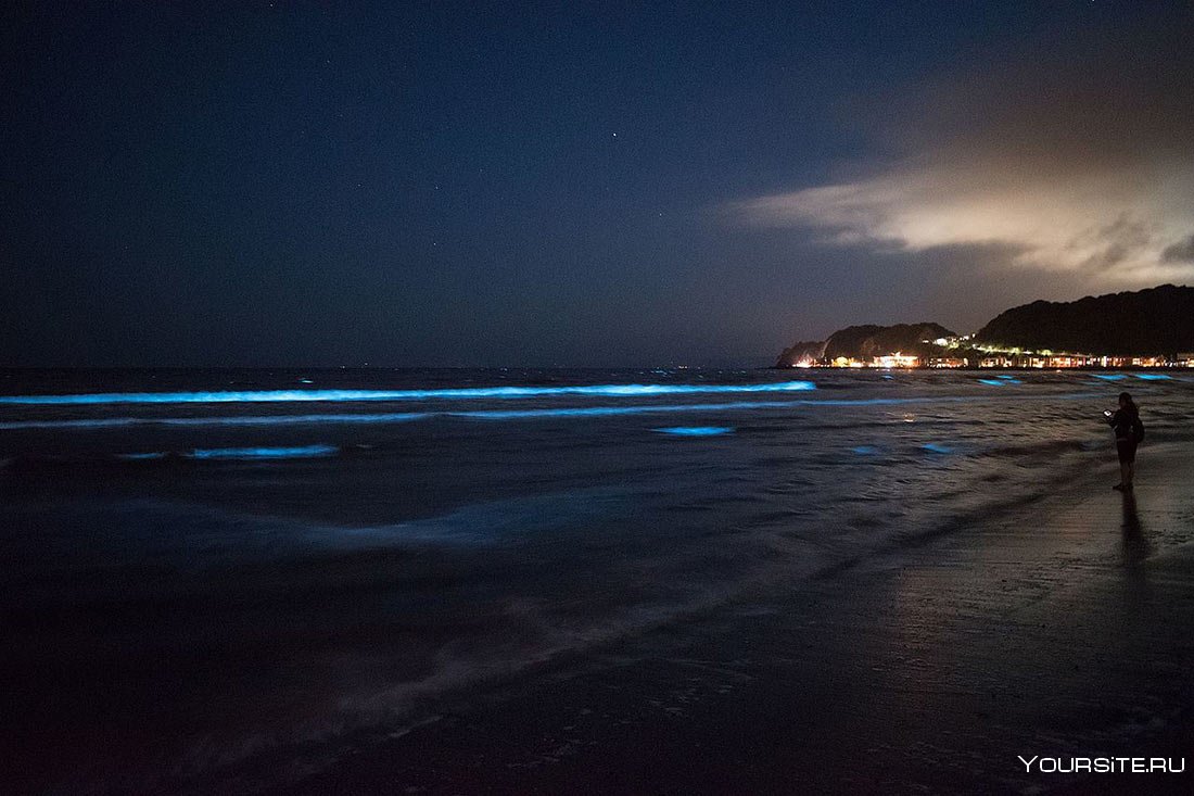Светящиеся кальмары в заливе Тояма