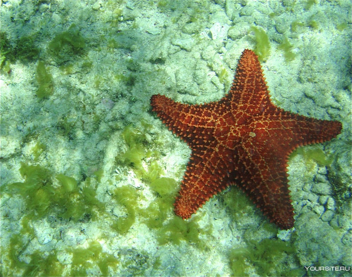 Пляж морских звезд — бока дель Драго