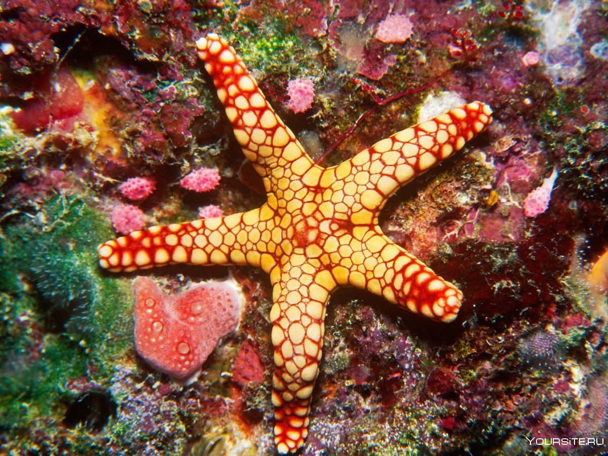 Морские звезды в Варадеро