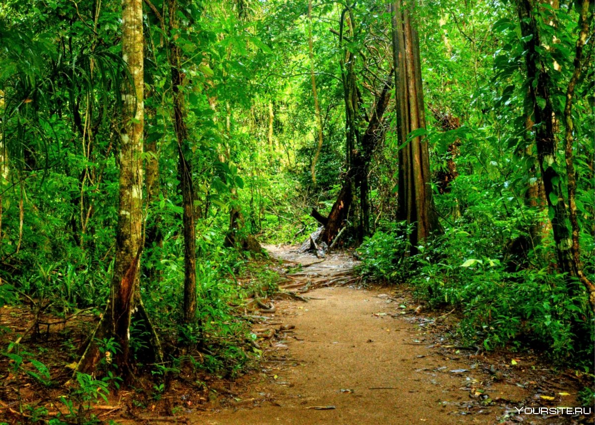 Коста Рика джунгли