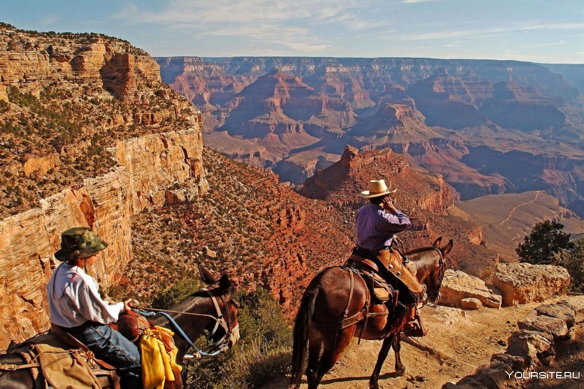 Mule Grand Canyon