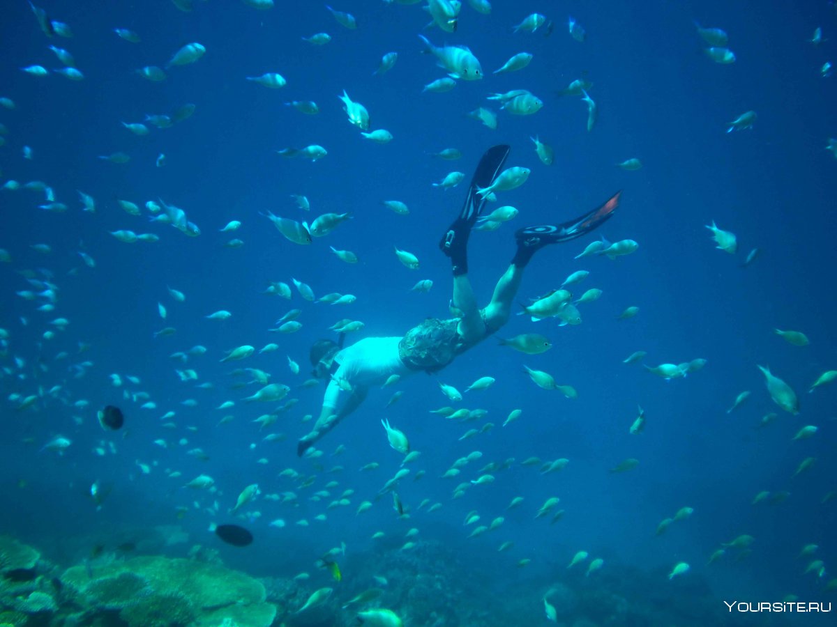 Мальдивы снорклинг рыбки