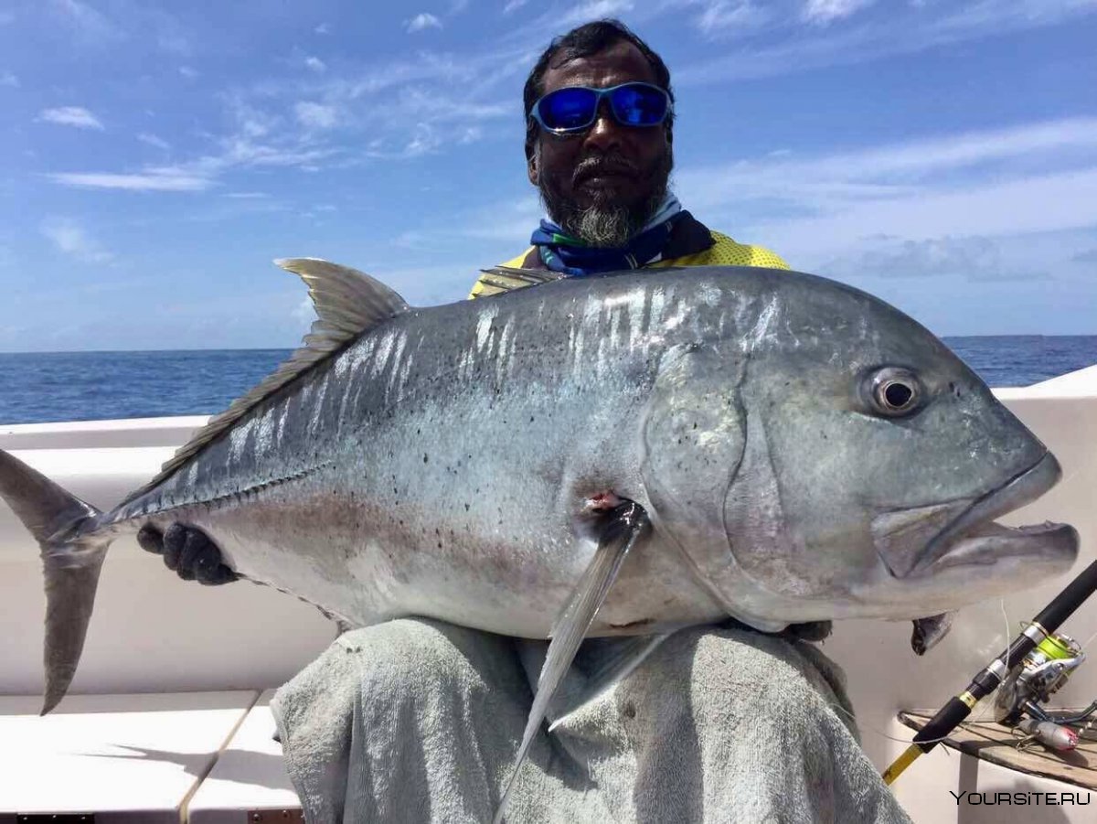 Рыбы Мальдив Джек-Фиш