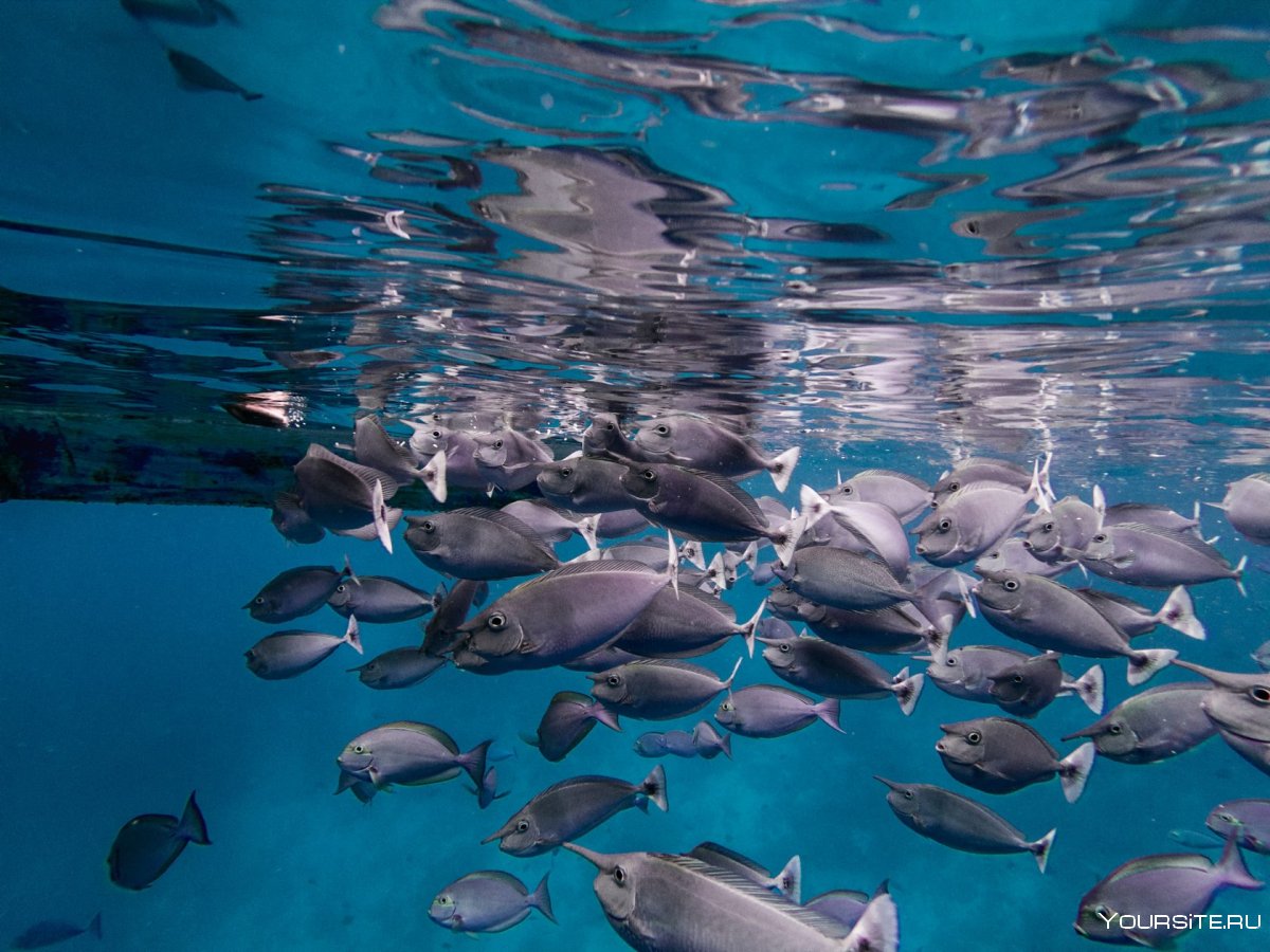 Мальдивы рыбки