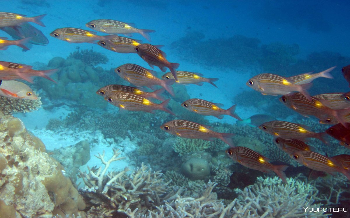 Рыбки риф Мальдивы