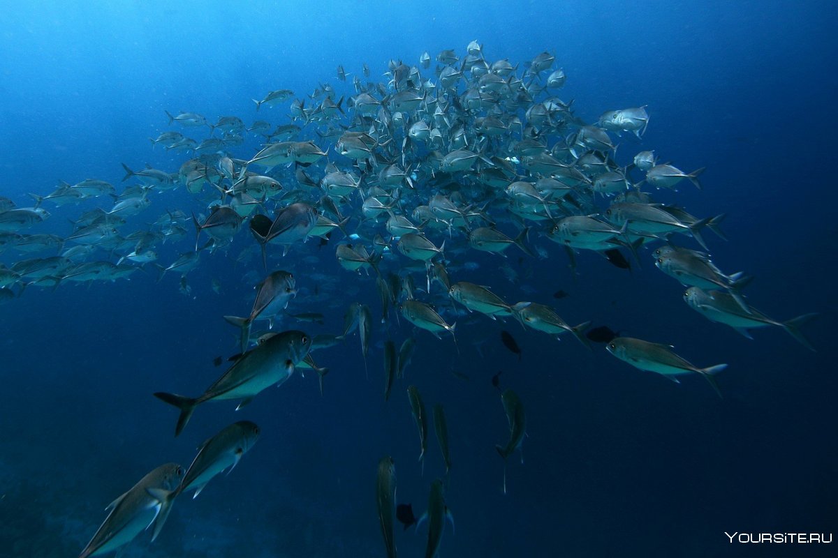 Стайные рыбы Мальдив