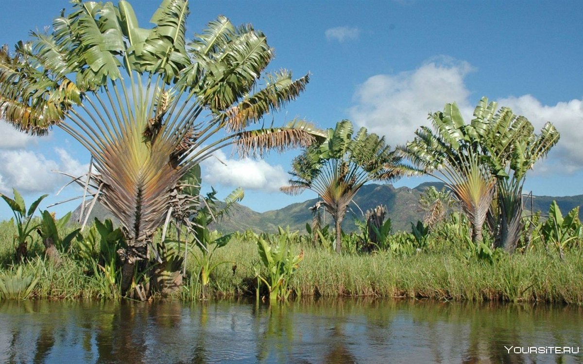 Пальма равенала Мадагаскарская