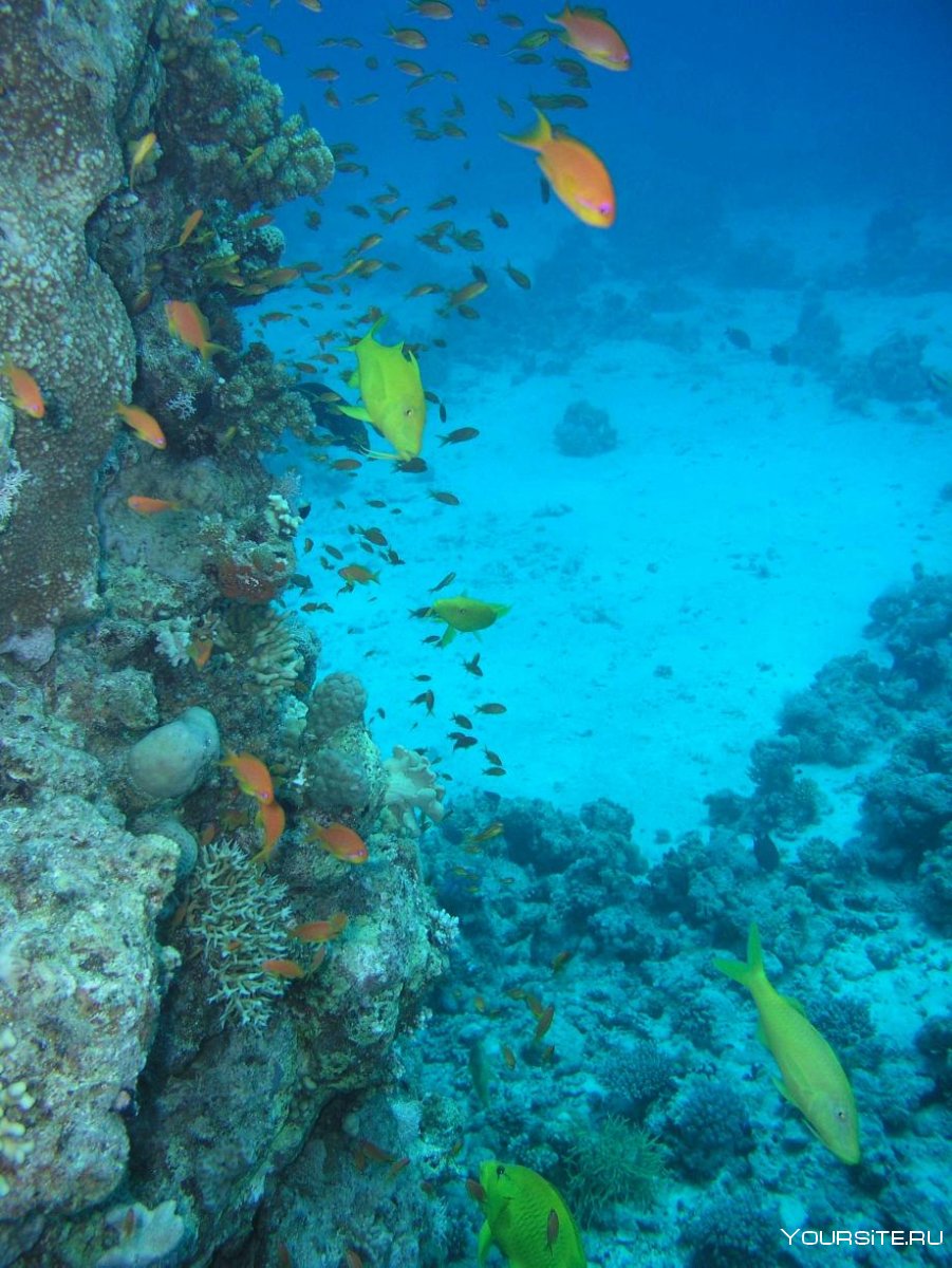 Морское дно вид сверху