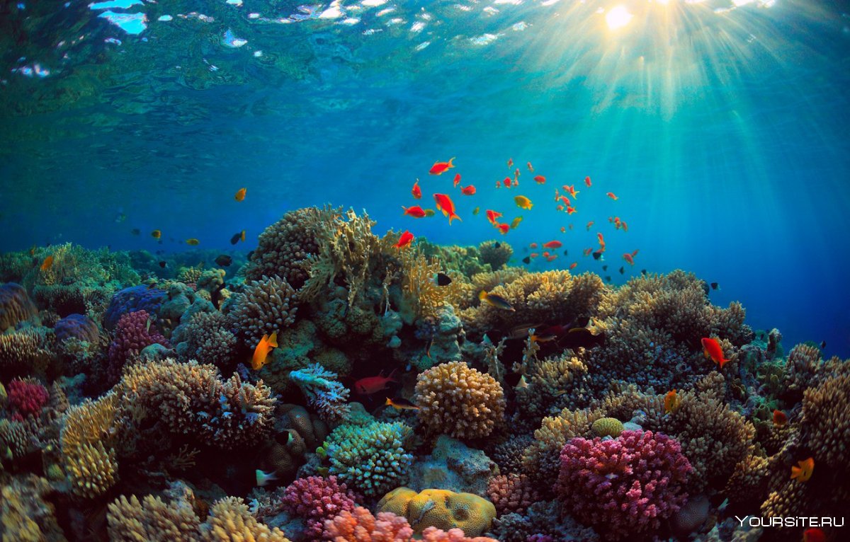 Коралловые рифы Таити