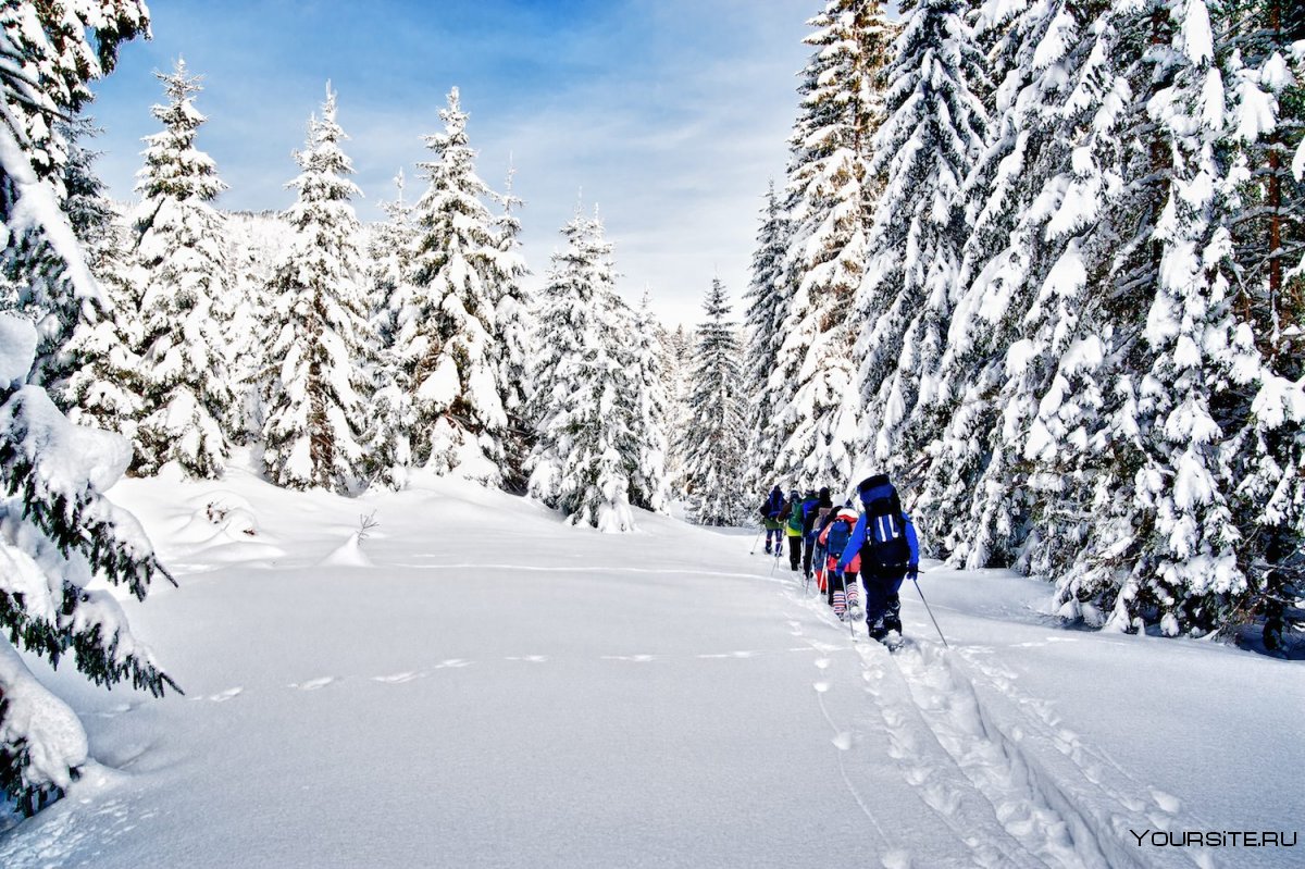 Зимний туризм в лес на лыжах