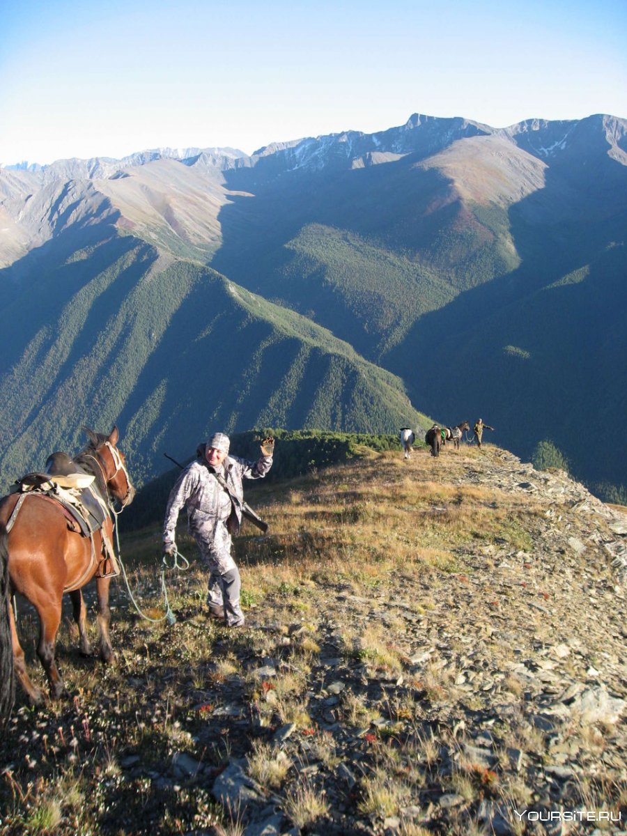 Лошади горный Алтай охота