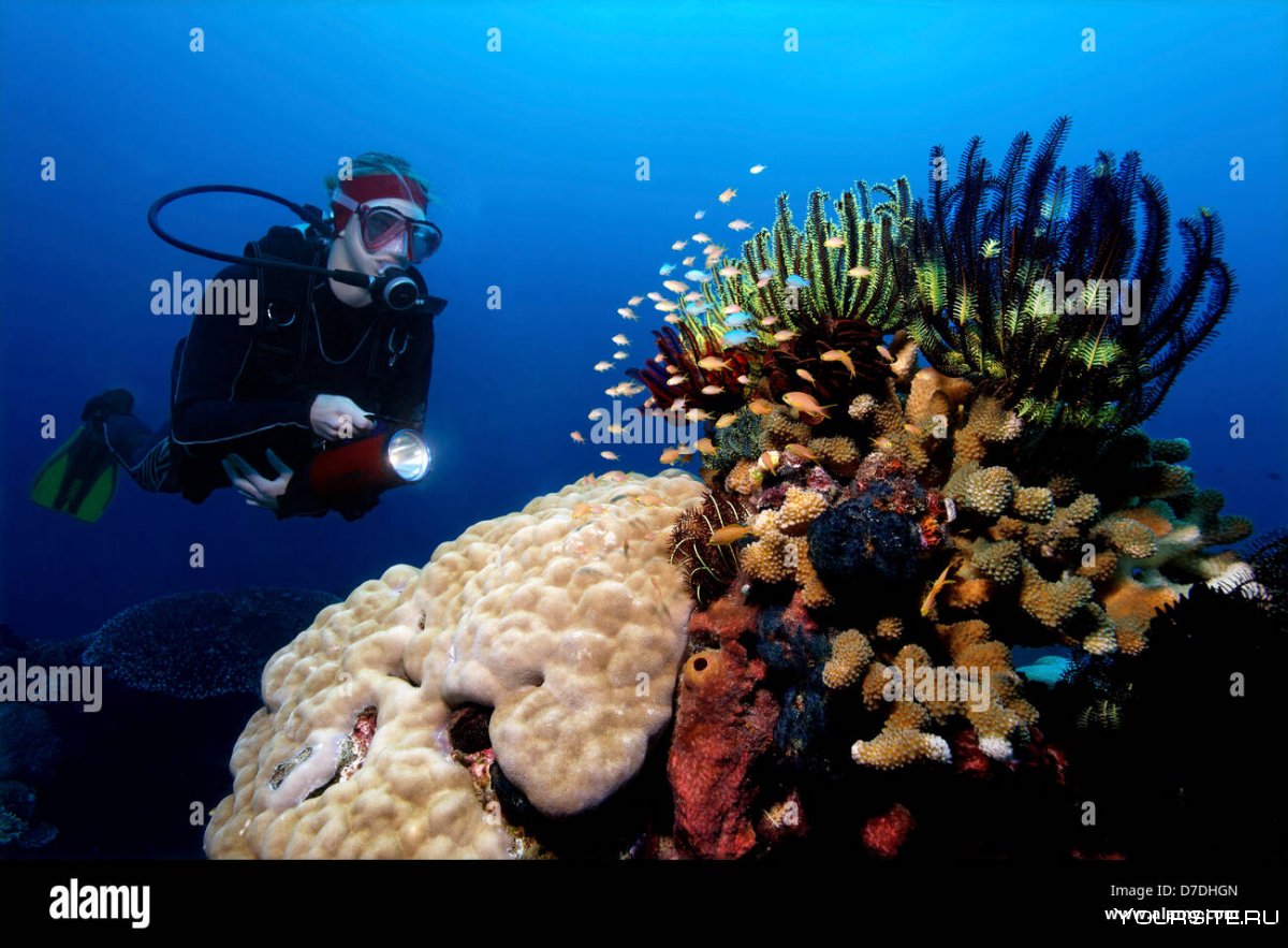 Аквалангист коралловый риф