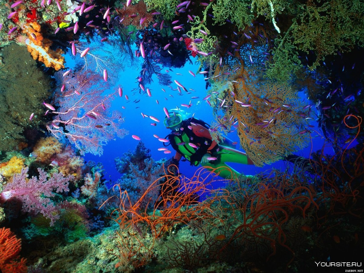 Коралловый риф Мальдивы
