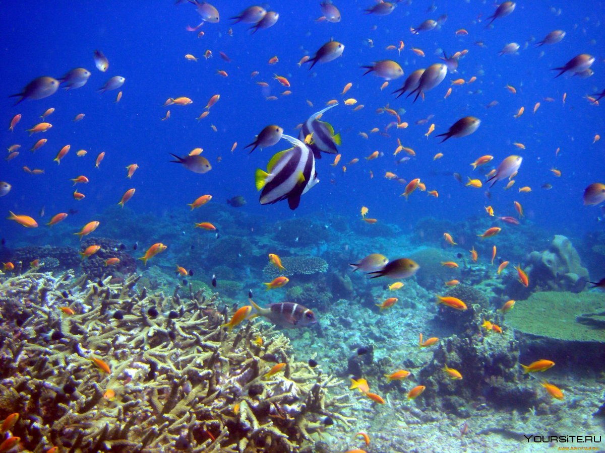 Мальдивы острова коралловые рифы