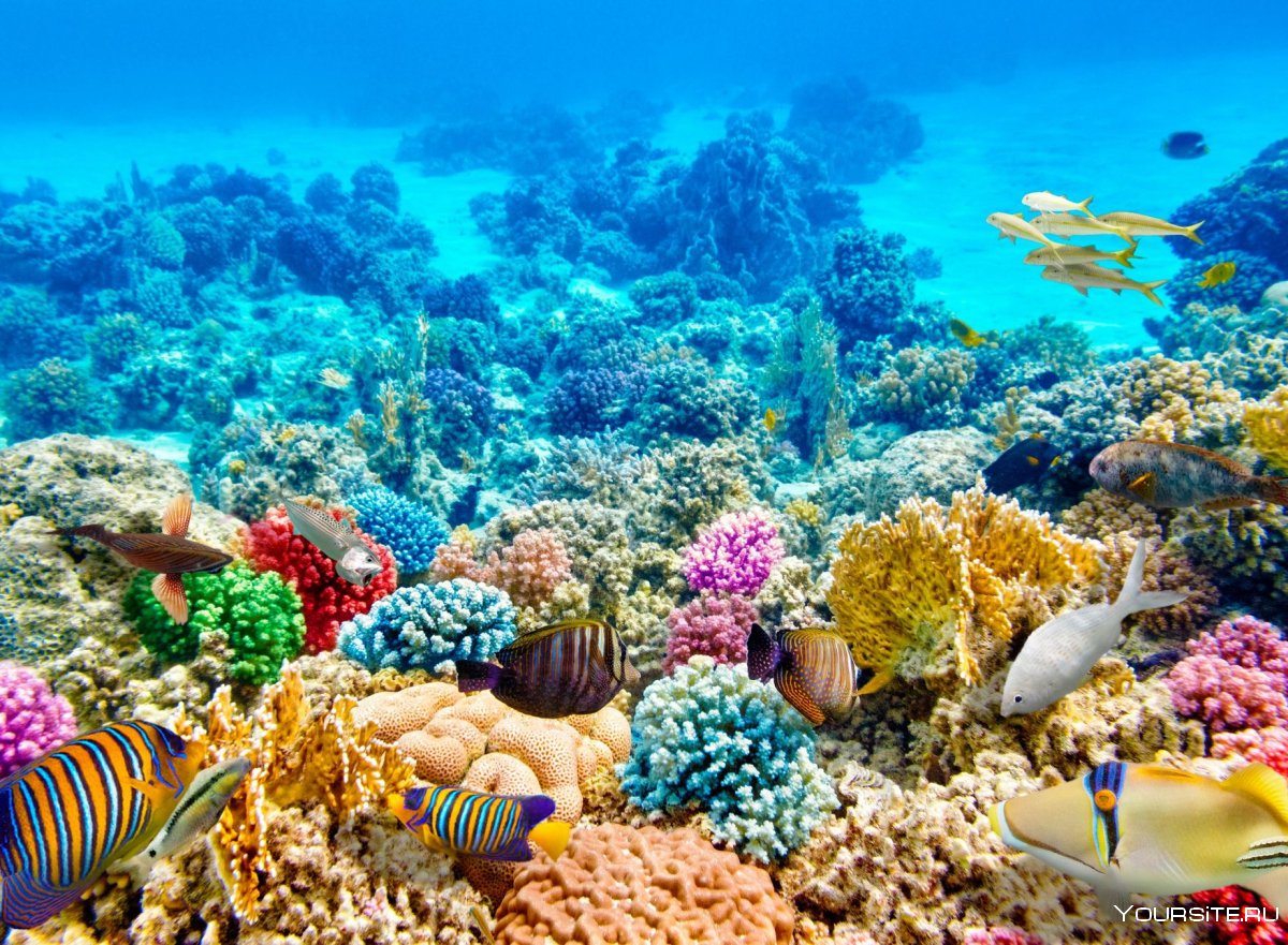 Коралловые рифы Барбадос
