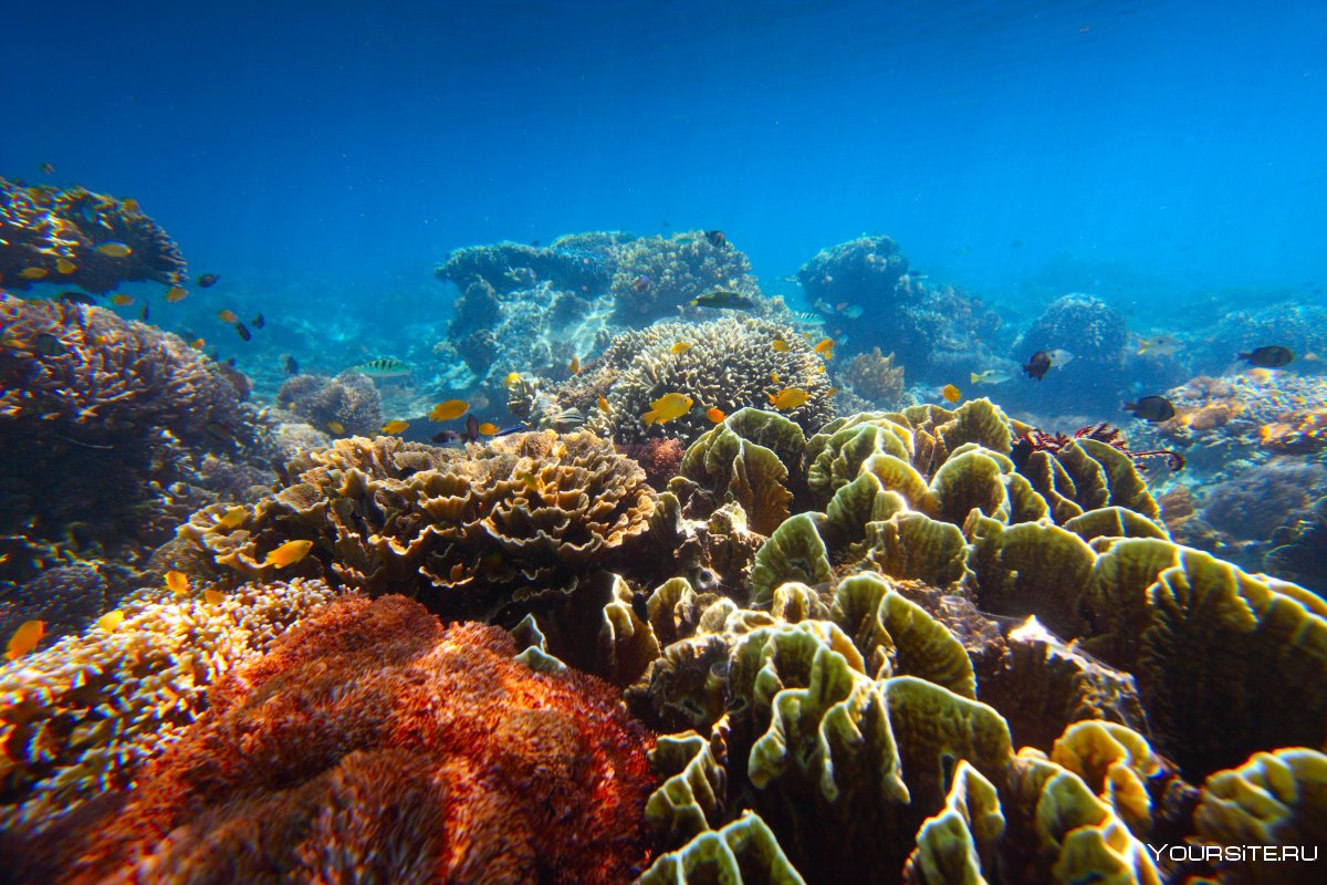 Коралловые рифы Фиджи