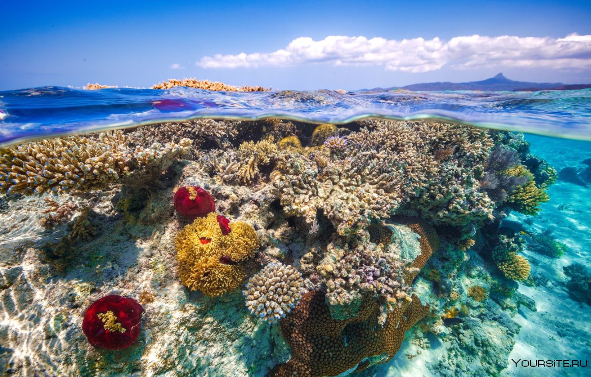 Занзибар коралловый остров