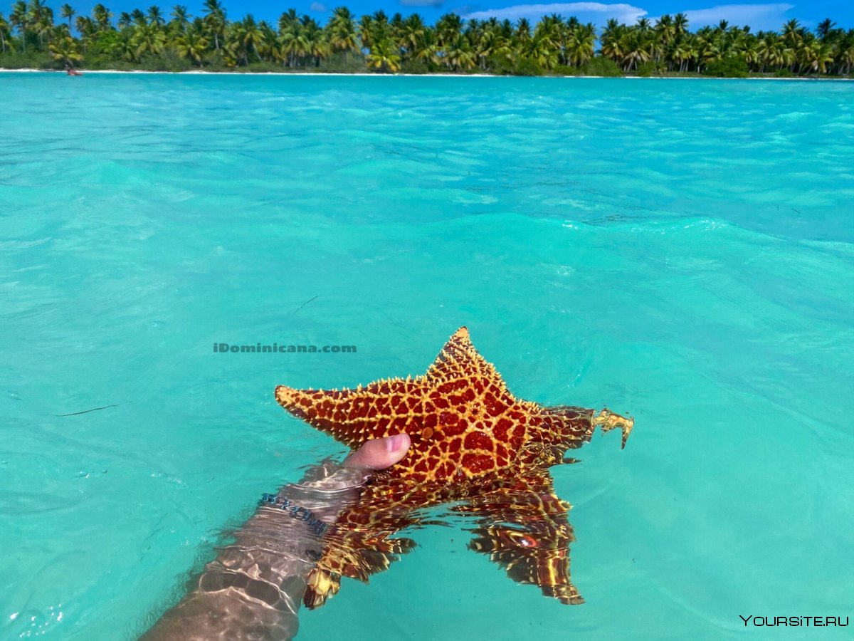 Остров Саона Доминикана морские звезды