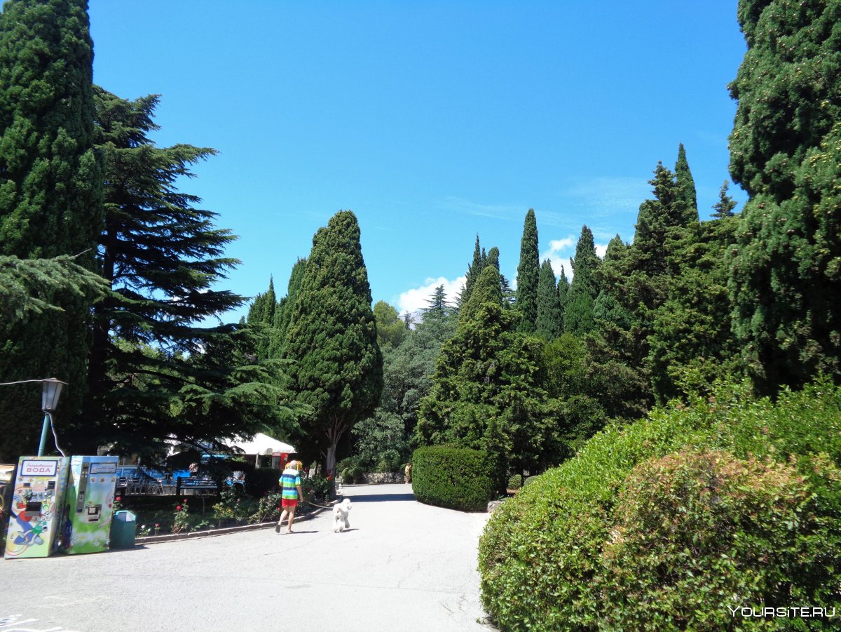 Елка Мисхор