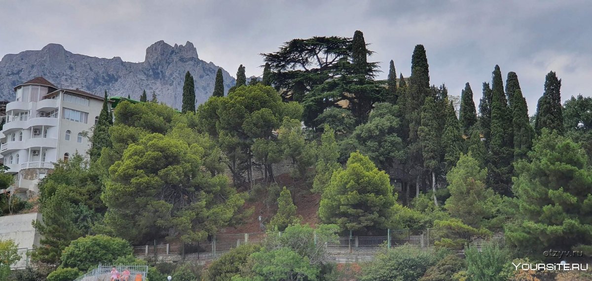 Магнолия Мисхор