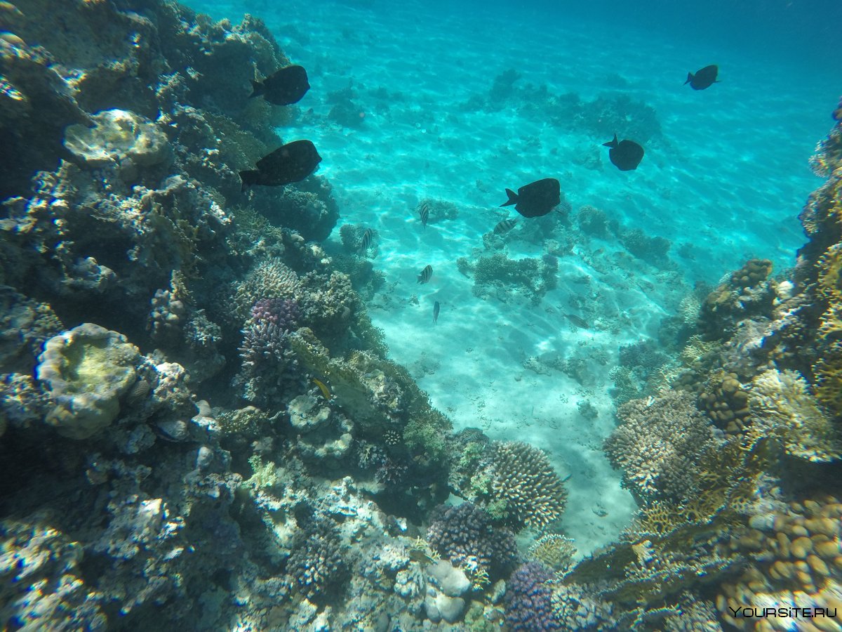Египет шармаль Шейх коралловый риф