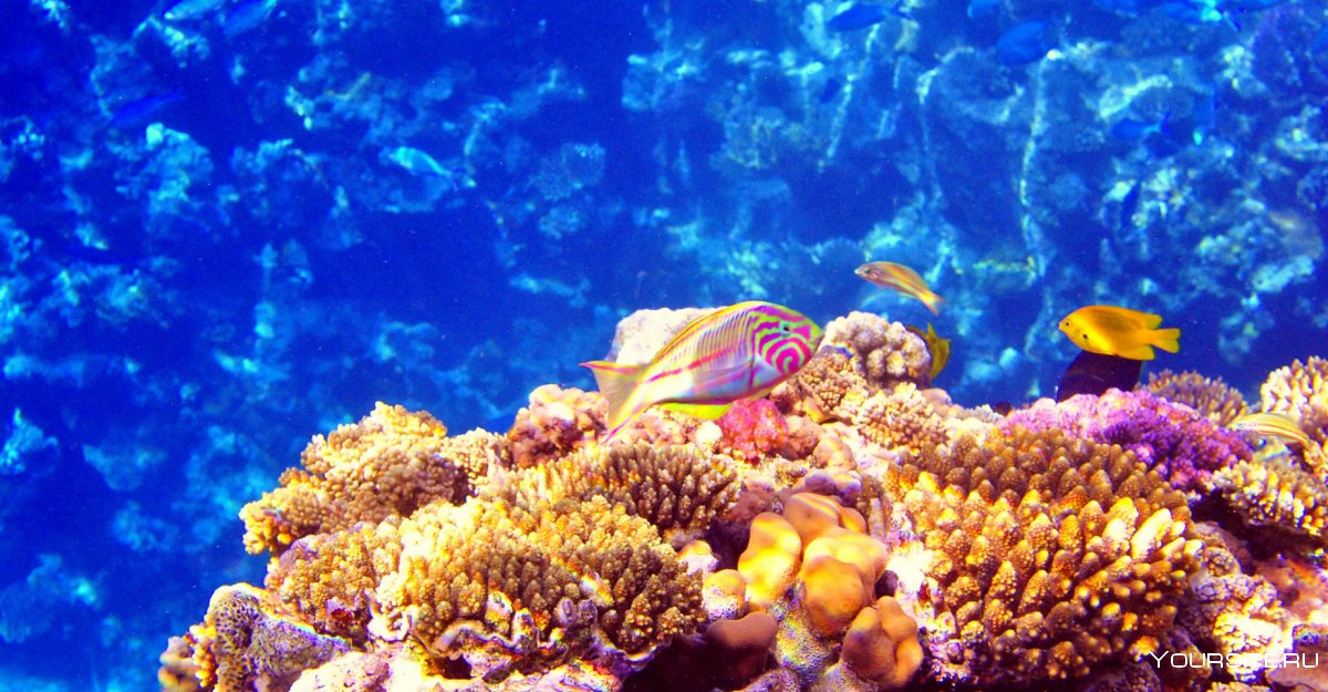 Живые рифы в Шарм Эль Шейхе