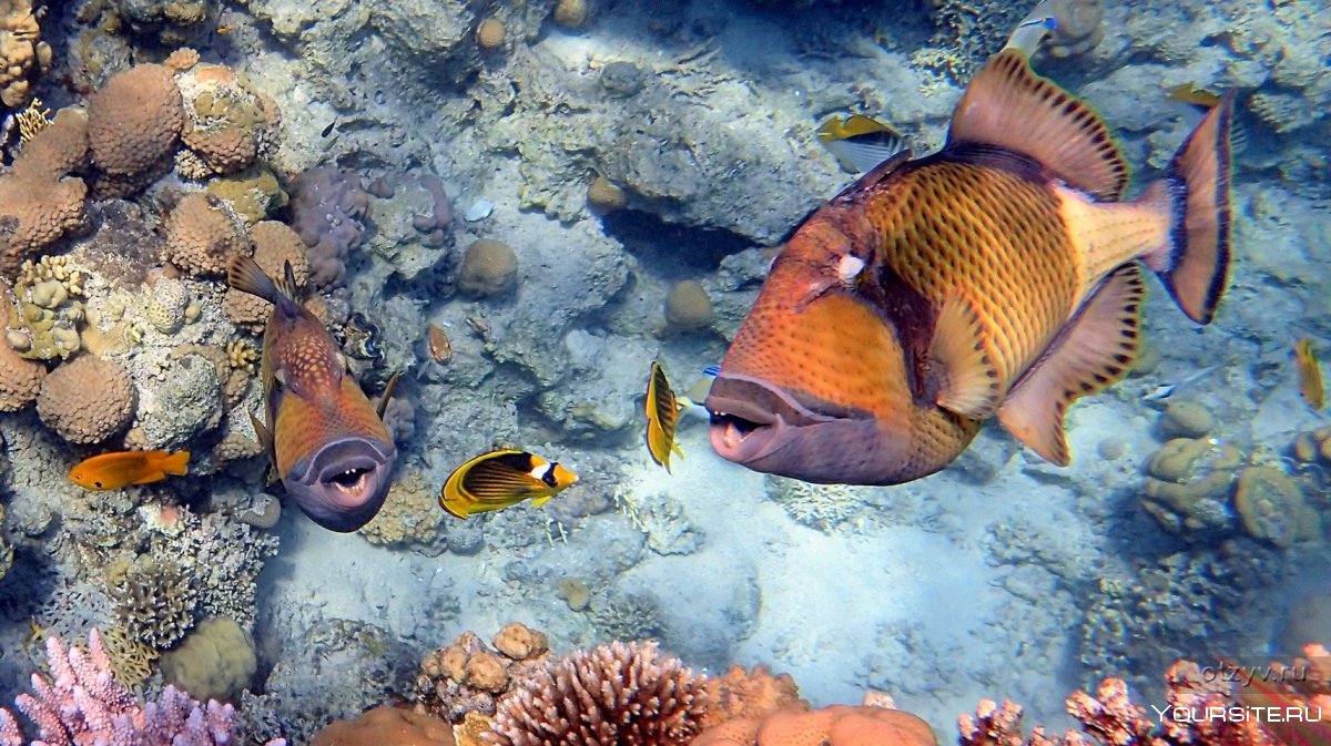 Кораллы рифы рыбки Шарм Эль Шейх