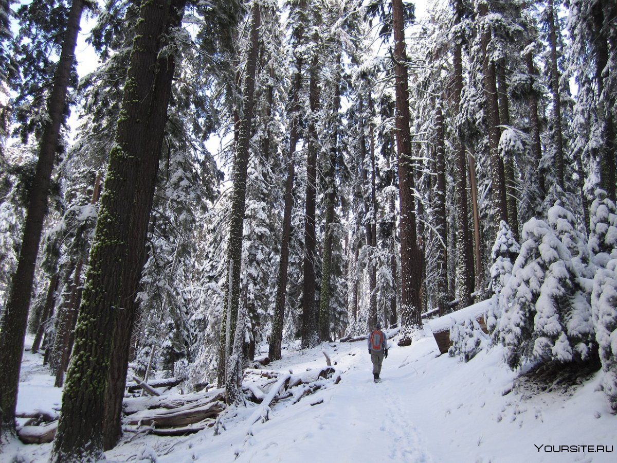 Брянский лес зимой