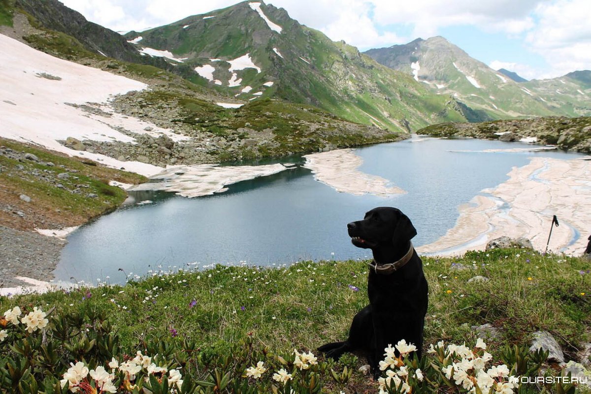 Собаки в альпийских горах