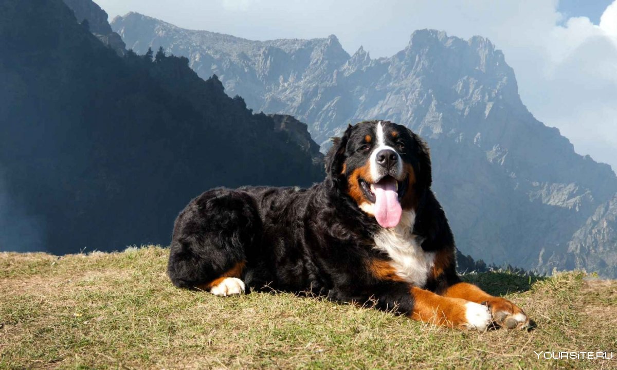 Собака Пириней Пиренейская Горная