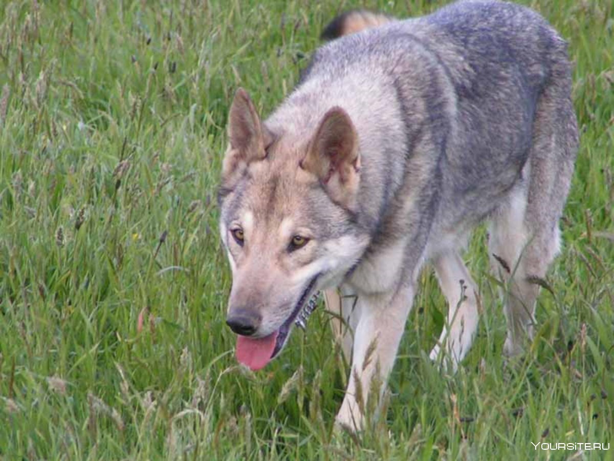 Порода собак Волчья собака Сарлоса