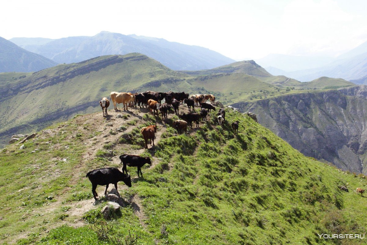Дикая природа Дагестана