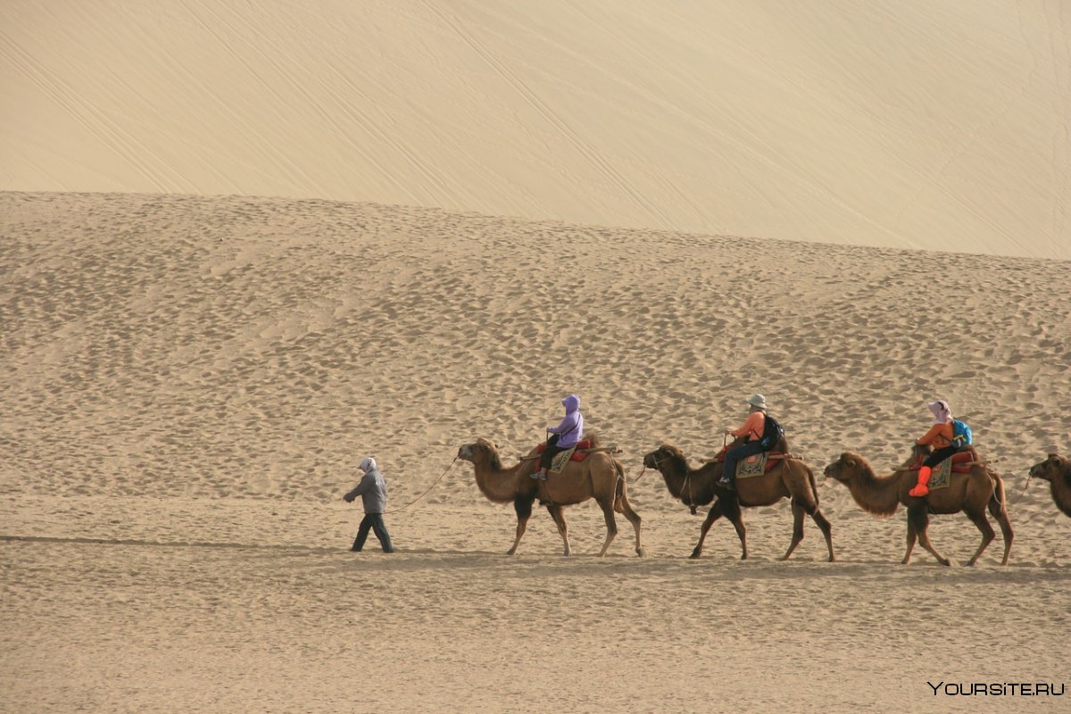 Туркменистан пустыня Каракум с верблюдами